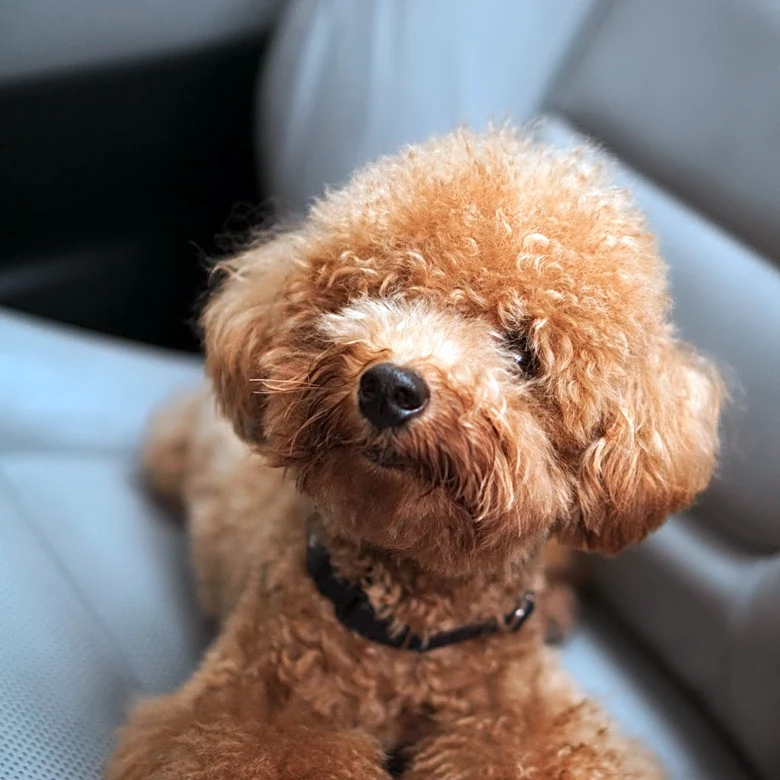 Understanding the Impact of Noise Pollution on Pets