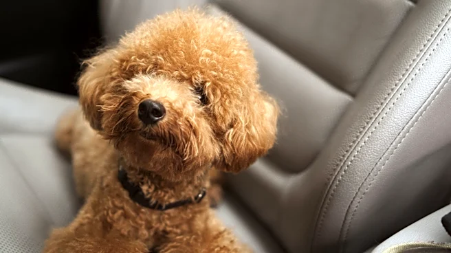 Understanding the Impact of Noise Pollution on Pets