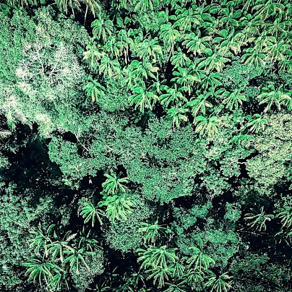 Remote Sensing Enhances Monitoring of Tropical Forest Resilience