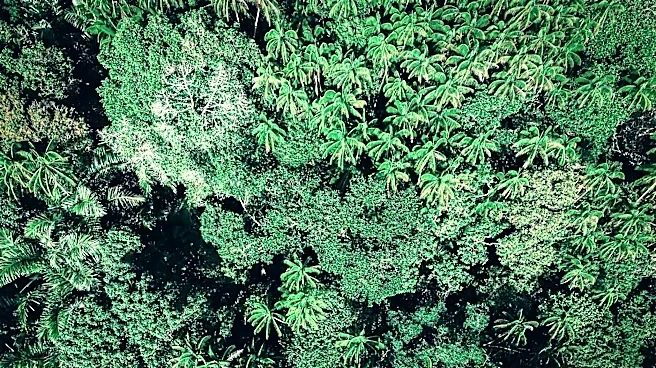 Remote Sensing Enhances Monitoring of Tropical Forest Resilience
