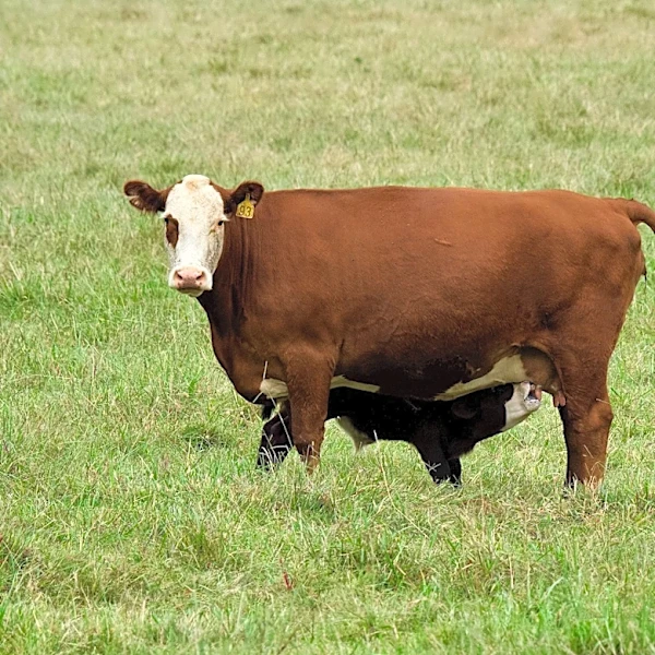 Heat Stress Poses Risks to Livestock in Tennessee