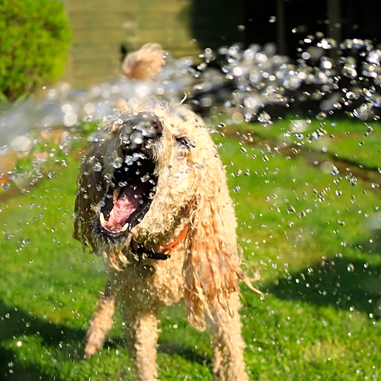 Keeping Pets Safe During Extreme Heat: Cooling Products Highlighted