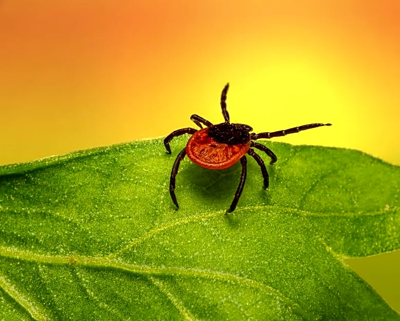 Summer Parasite Threat: Safety Tips for Pet Owners