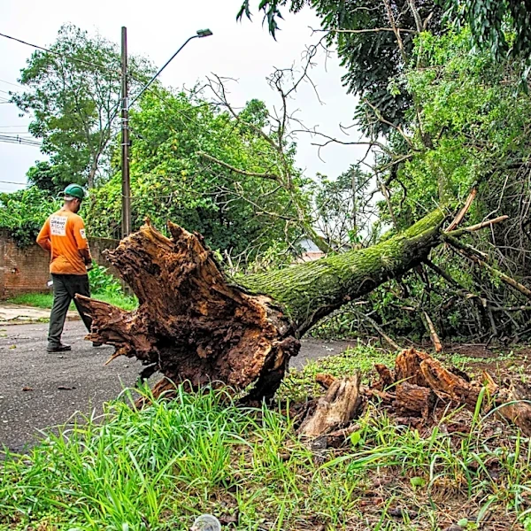 Tinley Park Continues Storm Cleanup Efforts After Severe Weather