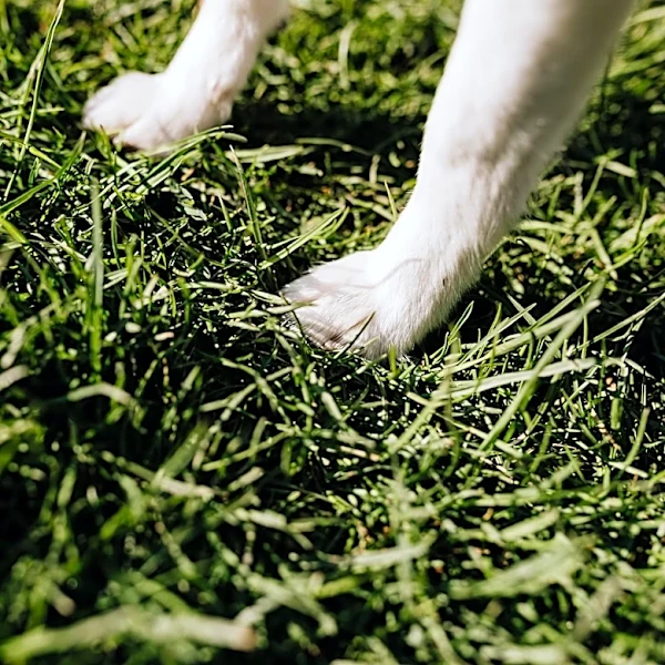 Protecting Your Dog's Paws During Summer Heat