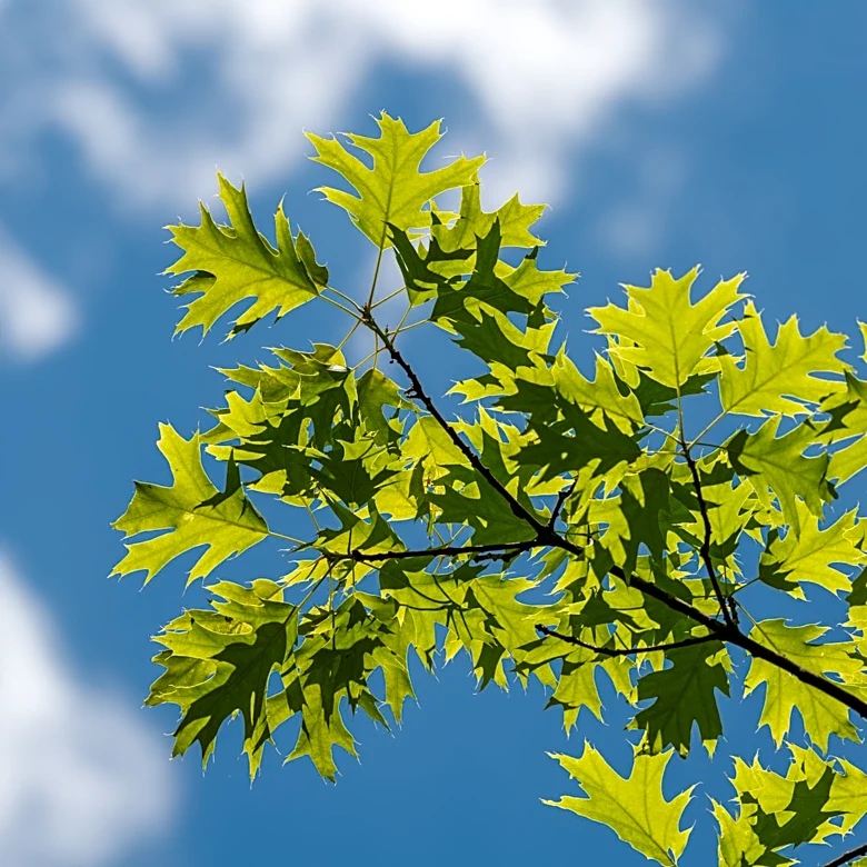 Oak Trees Absorb Carbon Long After Growth Stops, Study Finds