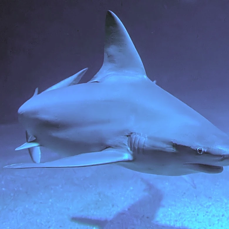 California Sees Surge in Great White Sharks Amid El Niño Conditions