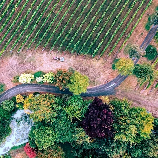 Understanding the Role of Weather in Wine Country Tourism