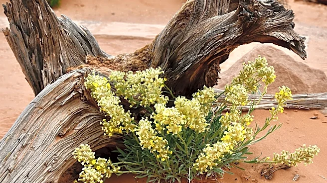 Utah Faces Drought Amid Wildflower Festival Celebrations