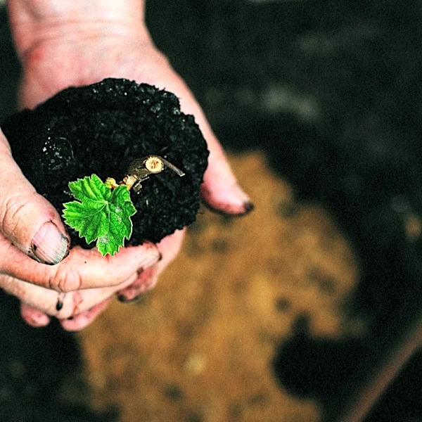 California Central Coast Field Trials Highlight Soil Health Improvements
