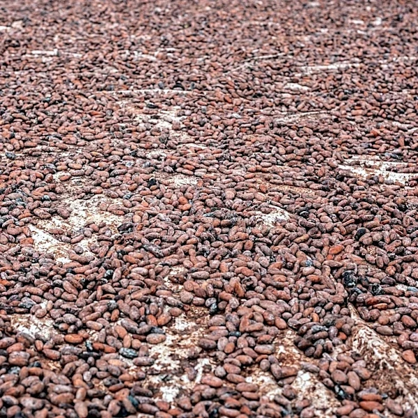 El Niño Intensifies, Cocoa Production Faces Potential Risks