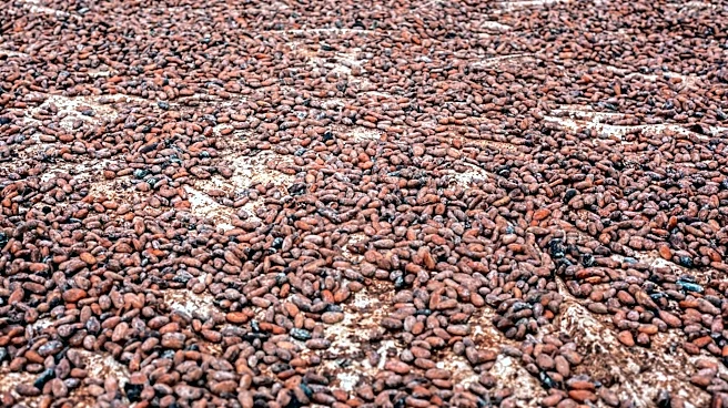 El Niño Intensifies, Cocoa Production Faces Potential Risks