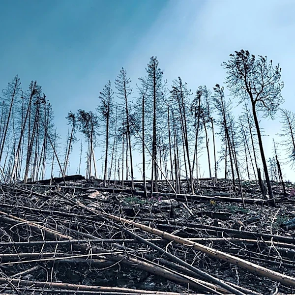 Call for Better Integration of Loss and Damage Policies in Climate Action