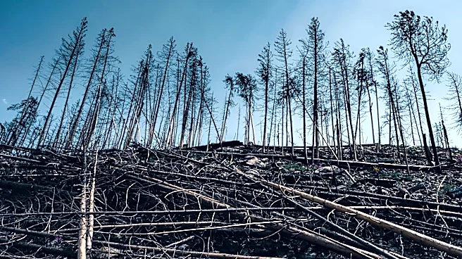 Call for Better Integration of Loss and Damage Policies in Climate Action