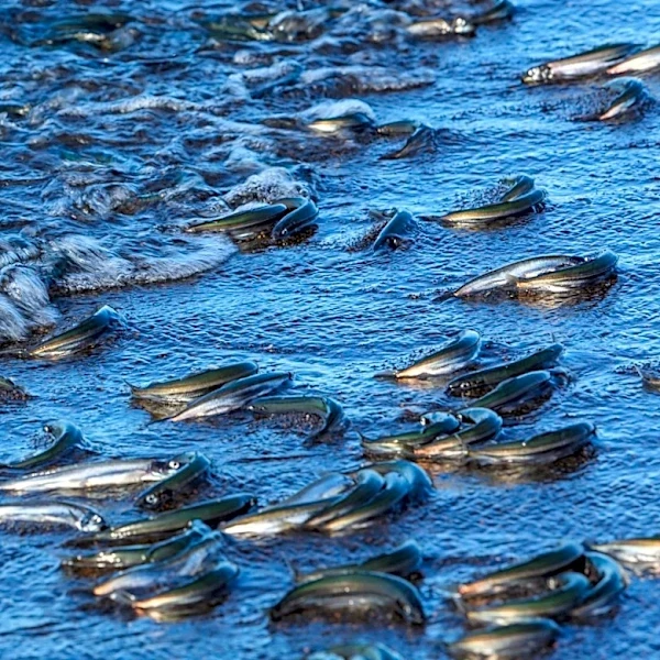 Rapid Underwater Oxygen Loss Threatens Earth's Stability