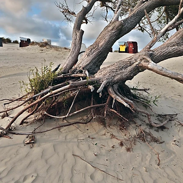 Brevard's Sand Dune Revival Protects Beaches and Ecosystems