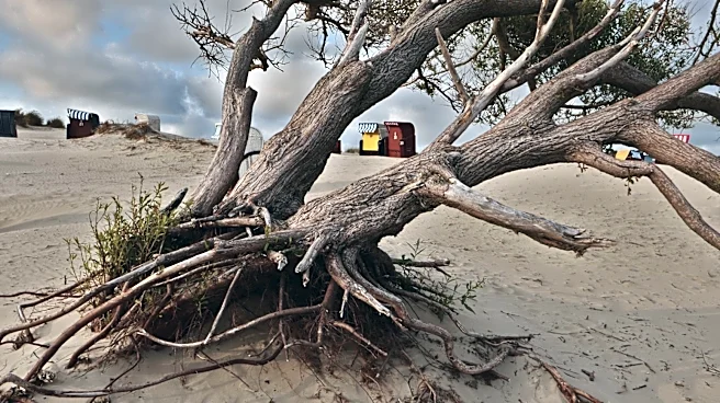 Brevard's Sand Dune Revival Protects Beaches and Ecosystems