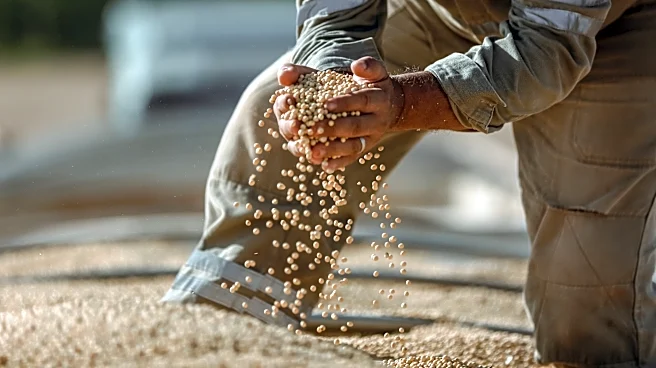 Super El Niño and Heatwaves Disrupt Global Commodity Markets