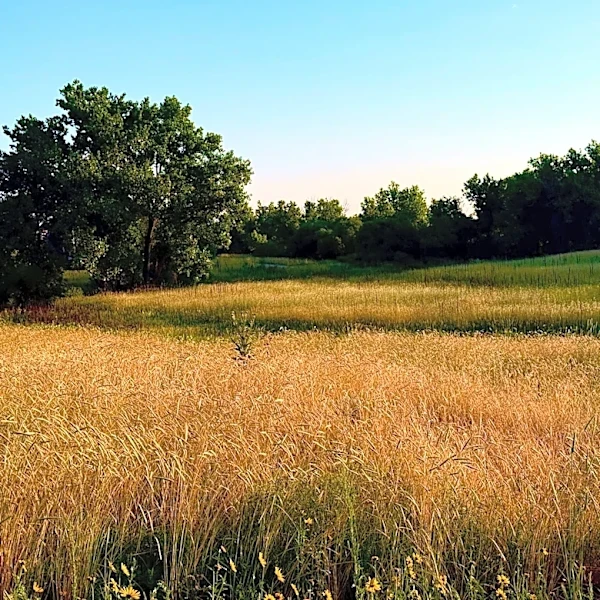 Aurora Implements Water Conservation Amid Looming Stage 2 Restrictions