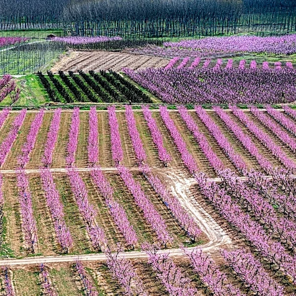 Prolonged Drought Threatens Colorado Peach Harvest