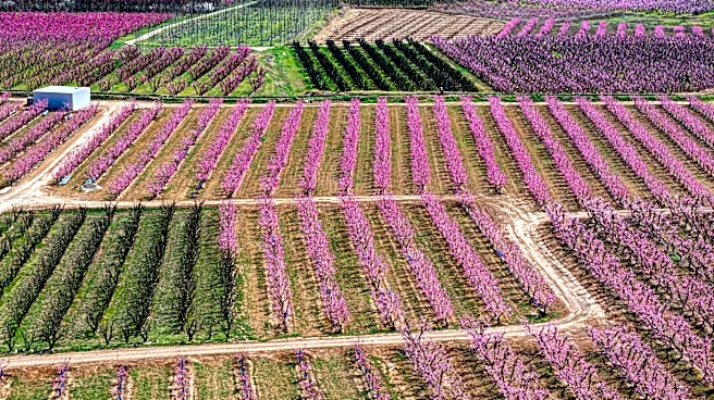 Prolonged Drought Threatens Colorado Peach Harvest