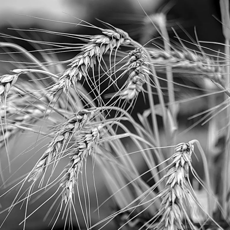 Extreme Heat Forecast for U.S. Corn Belt Amid Black Sea Grain Disruptions