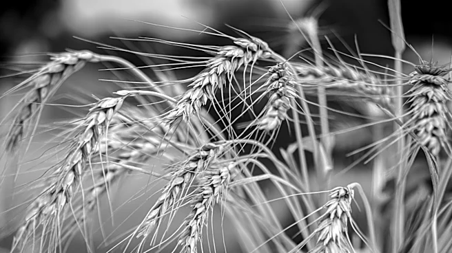 Extreme Heat Forecast for U.S. Corn Belt Amid Black Sea Grain Disruptions