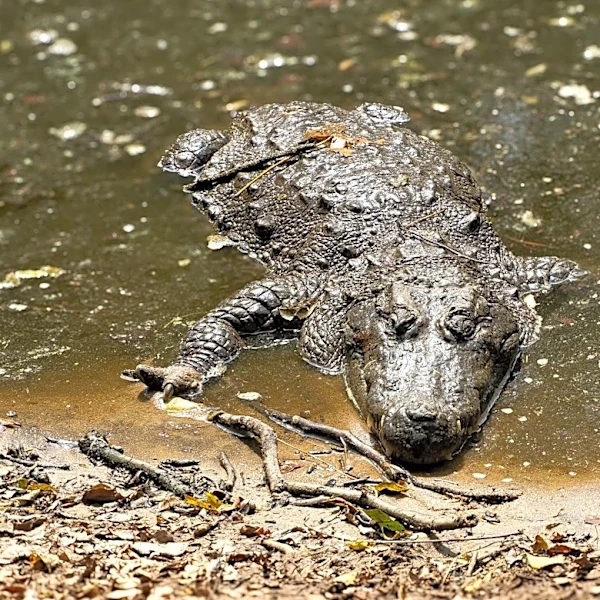 Climate Change Alters Wildlife Patterns in Georgia