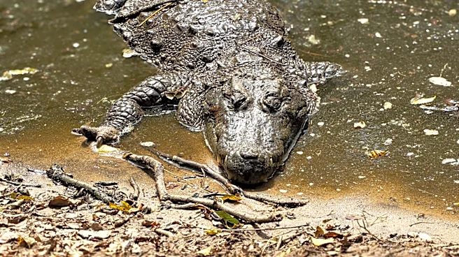 Climate Change Alters Wildlife Patterns in Georgia