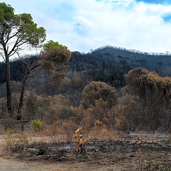 California Faces Reforestation Crisis Amid Increasing Wildfires