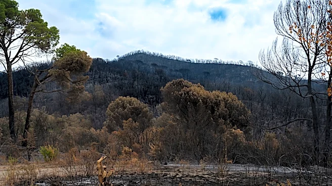 California Faces Reforestation Crisis Amid Increasing Wildfires