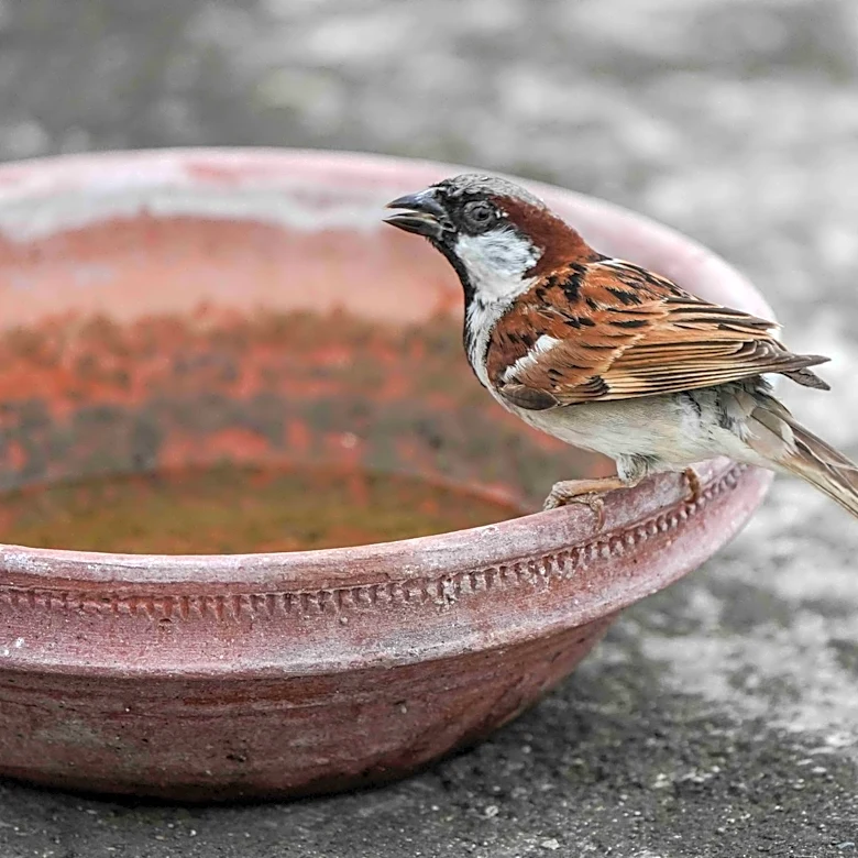 How Frozen Peas Can Help Birds Stay Hydrated During Heatwaves