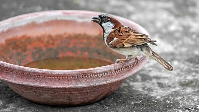 How Frozen Peas Can Help Birds Stay Hydrated During Heatwaves