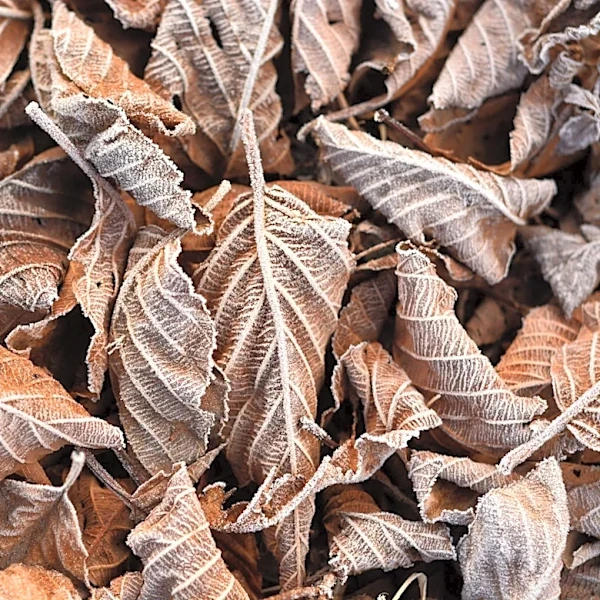 Fall 2026 Weather Outlook: Warm Interior, Cooler Coasts, and Drier Conditions