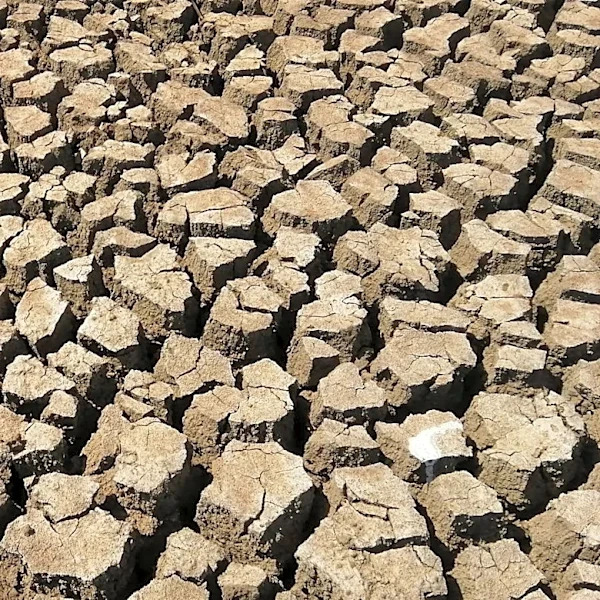 July Rainfall Eases Drought in DC Region, But Challenges Persist