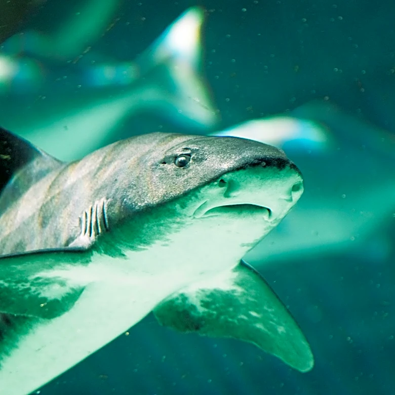 El Niño Brings Surge of Sharks and Marine Life to California Coast