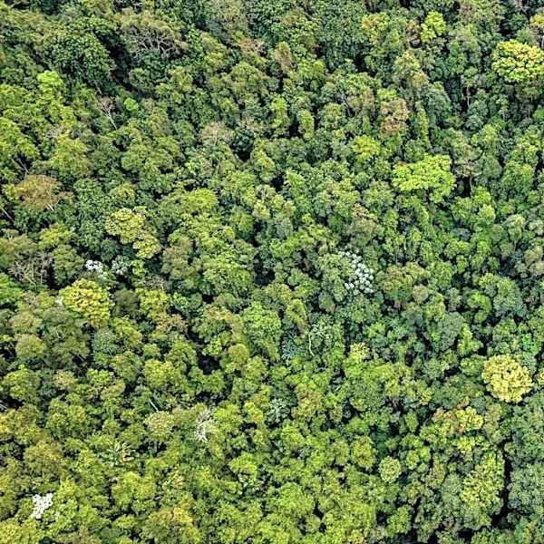Carbon Accumulation in Mature Forests Underestimated by Satellite Observations