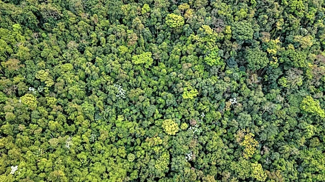 Carbon Accumulation in Mature Forests Underestimated by Satellite Observations