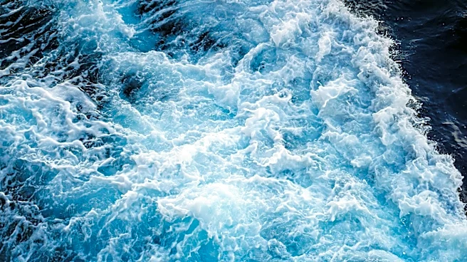 Understanding El Niño: How It Impacts Oceans and Marine Life