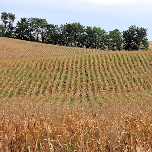What Is Corn Sweat and How Does It Affect Midwest Summers?
