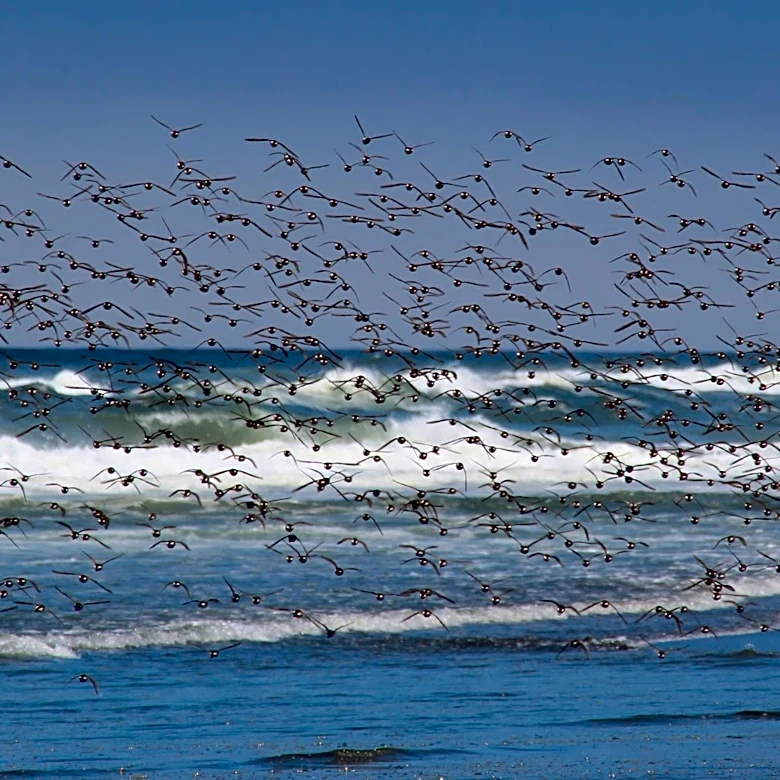 Intensifying El Niño Brings Unusual Marine Life to U.S. Waters