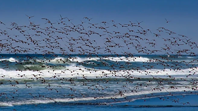 Intensifying El Niño Brings Unusual Marine Life to U.S. Waters