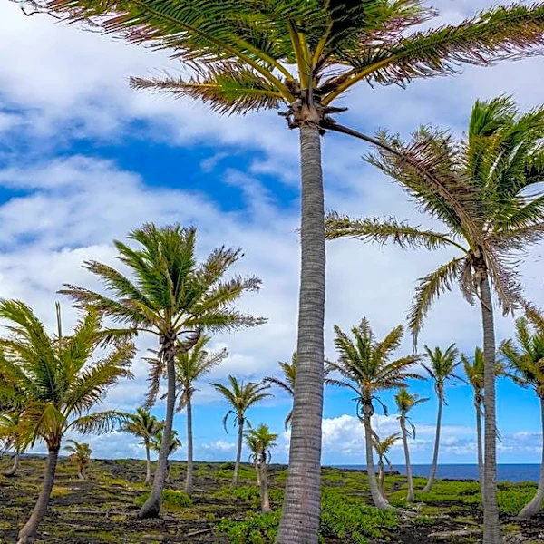 Wind Advisory Issued for Portions of Hawai‘i Island
