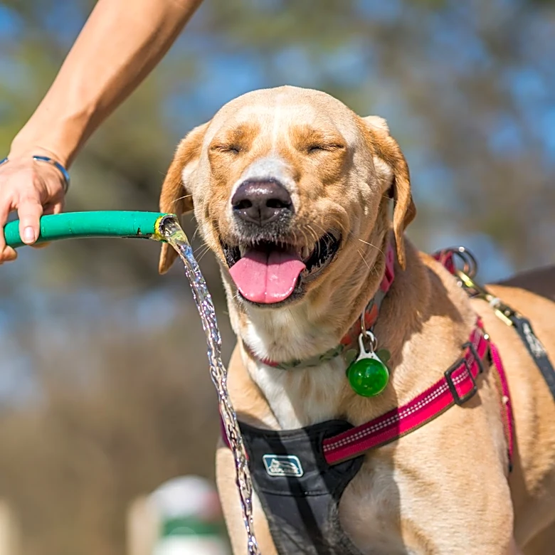 How to Protect Your Pets During Hot Weather