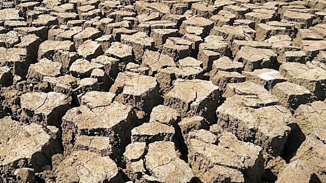 13-Year-Old Innovates Device to Combat Water Scarcity in Agriculture