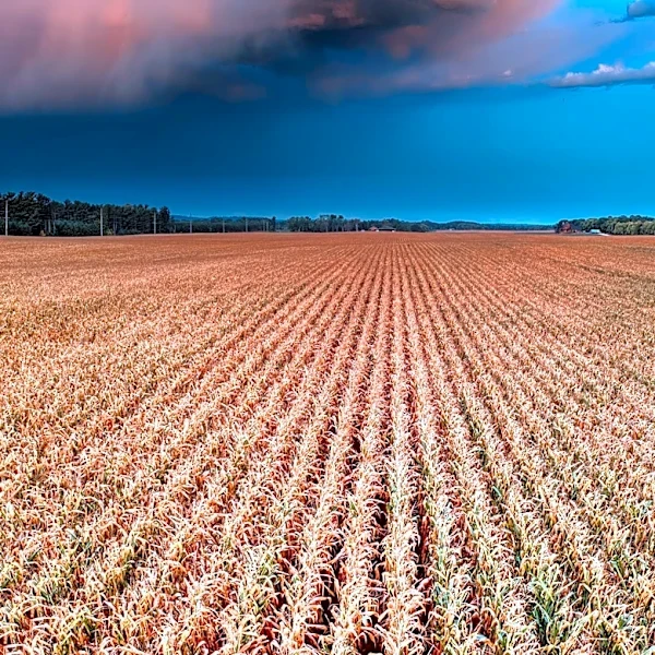 Corn 'Sweat' Contributes to Humidity in Wisconsin Summers