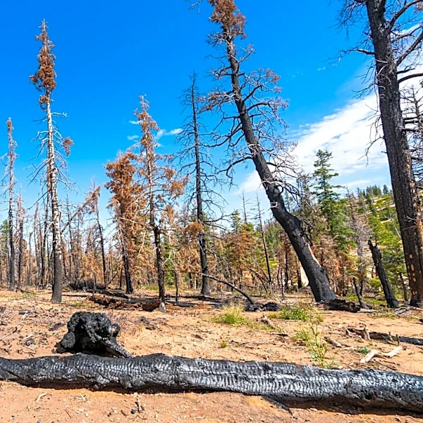 Johnson Canyon Fire Expands to 1,600 Acres, Structures Threatened Near Portage