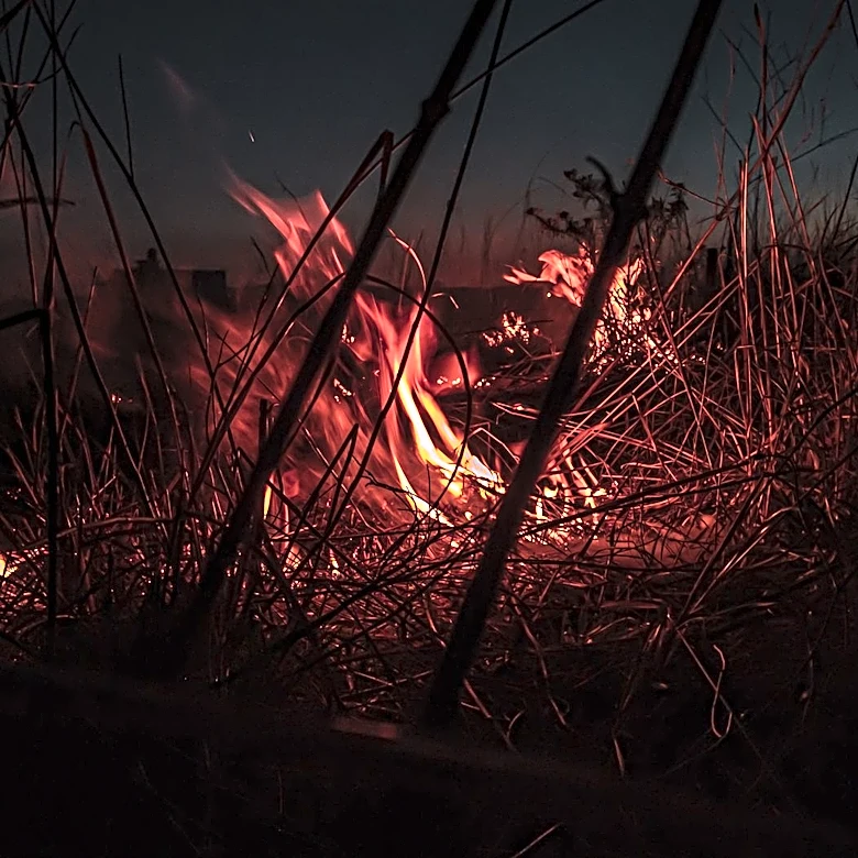 Statewide Burn Ban Declared in Washington Due to Wildfire Risk