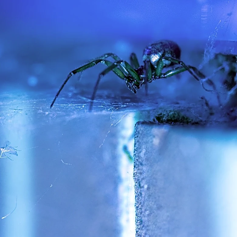 How to Protect Your Home from Spider Infestations During Hot Weather