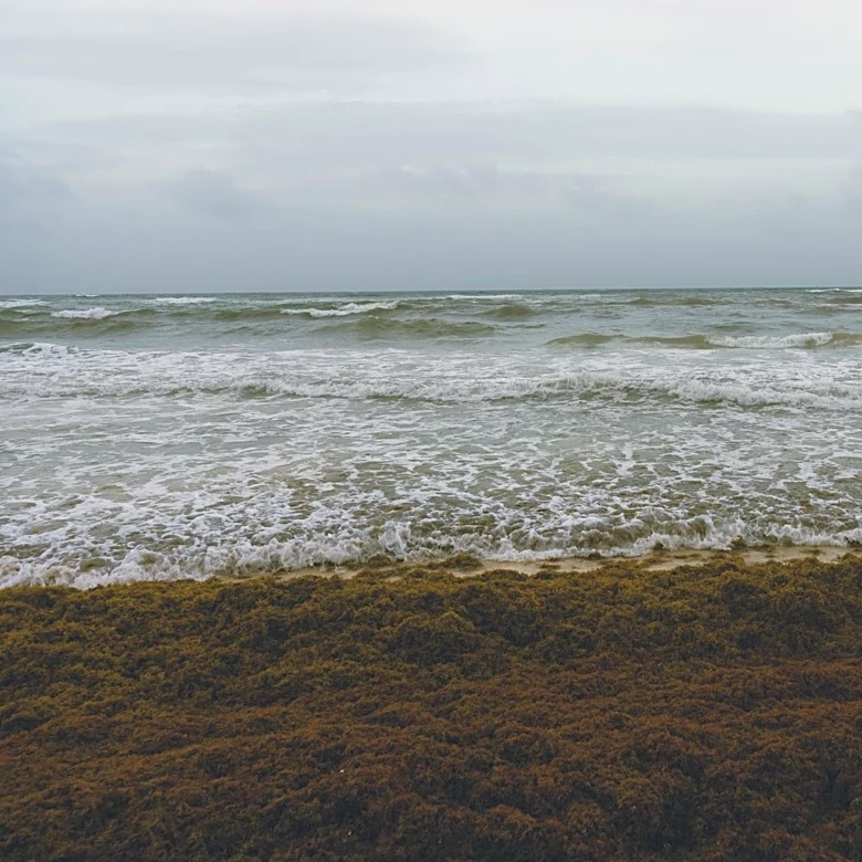 Sargassum Seaweed Plagues Florida and Caribbean Beaches